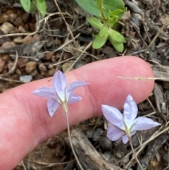 Wahlenbergia capillaris at Red Hill to Yarralumla Creek - 29 Dec 2023 02:45 PM