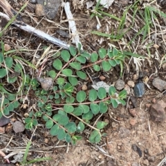 Euphorbia dallachyana (Mat Spurge, Caustic Weed) at Federal Golf Course - 29 Dec 2023 by Tapirlord