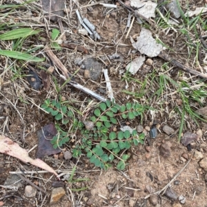 Euphorbia dallachyana at Federal Golf Course - 29 Dec 2023 02:45 PM