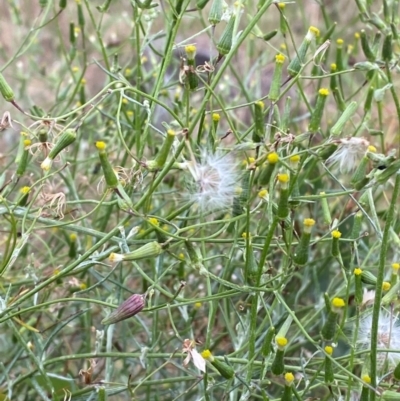 Senecio quadridentatus (Cotton Fireweed) at Hughes, ACT - 29 Dec 2023 by Tapirlord