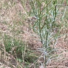 Senecio quadridentatus at Hughes, ACT - 29 Dec 2023 02:45 PM