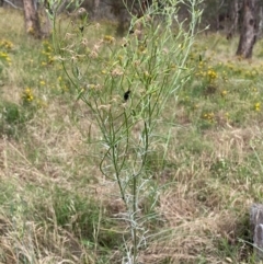 Senecio quadridentatus at Hughes, ACT - 29 Dec 2023