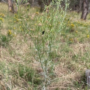 Senecio quadridentatus at Hughes, ACT - 29 Dec 2023 02:45 PM