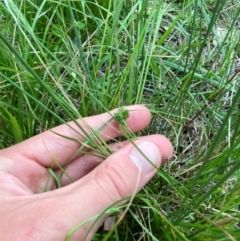 Carex inversa at Federal Golf Course - 29 Dec 2023 02:44 PM