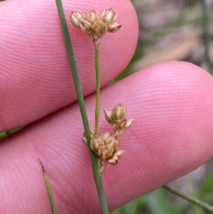 Juncus subsecundus (Finger Rush) at Red Hill to Yarralumla Creek - 29 Dec 2023 by Tapirlord