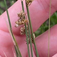 Juncus subsecundus at Red Hill to Yarralumla Creek - 29 Dec 2023