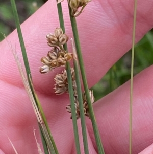 Juncus subsecundus at Red Hill to Yarralumla Creek - 29 Dec 2023