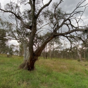 Eucalyptus blakelyi at Red Hill to Yarralumla Creek - 29 Dec 2023 02:43 PM