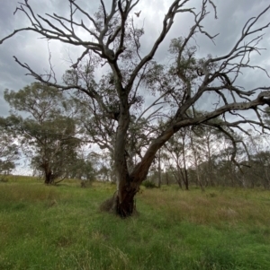 Eucalyptus blakelyi at Red Hill to Yarralumla Creek - 29 Dec 2023 02:43 PM