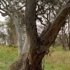 Eucalyptus blakelyi at Red Hill to Yarralumla Creek - 29 Dec 2023 02:43 PM