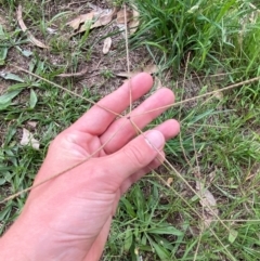 Chloris truncata (Windmill Grass) at Red Hill to Yarralumla Creek - 29 Dec 2023 by Tapirlord