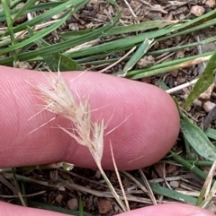 Rytidosperma racemosum var. racemosum (Striped Wallaby Grass) at Hughes, ACT - 29 Dec 2023 by Tapirlord