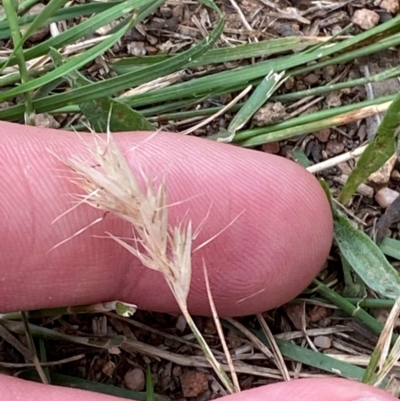 Rytidosperma racemosum var. racemosum (Striped Wallaby Grass) at Hughes, ACT - 29 Dec 2023 by Tapirlord