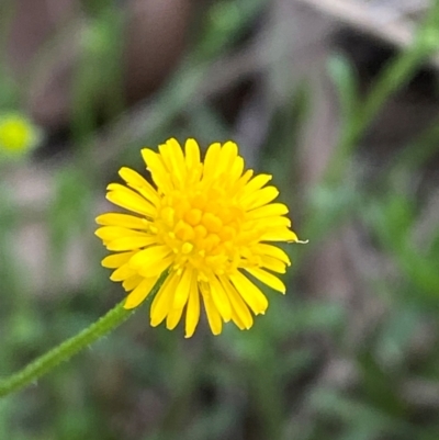 Calotis lappulacea (Yellow Burr Daisy) at Federal Golf Course - 29 Dec 2023 by Tapirlord
