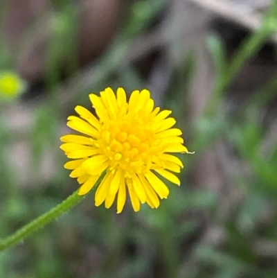 Calotis lappulacea (Yellow Burr Daisy) at Hughes, ACT - 29 Dec 2023 by Tapirlord