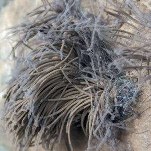 Stemonitis sp. (genus) at Watson, ACT - 4 Feb 2024