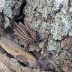 Stemonitis sp. (genus) at Watson, ACT - 4 Feb 2024