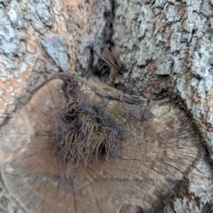 Stemonitis sp. (genus) at Watson, ACT - 4 Feb 2024