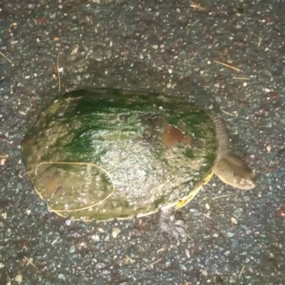 Chelodina longicollis (Eastern Long-necked Turtle) at Point Hut Pond - 5 Feb 2024 by MichaelBedingfield