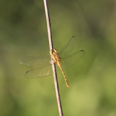 Diplacodes bipunctata (Wandering Percher) at Theodore, ACT - 23 Jan 2024 by RomanSoroka