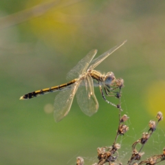 Orthetrum caledonicum (Blue Skimmer) at Melrose - 23 Jan 2024 by RomanSoroka