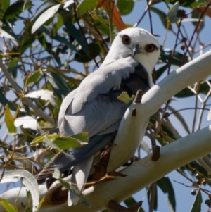 Elanus axillaris at Jerrabomberra Wetlands - 23 Jan 2024