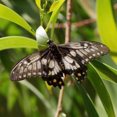 Papilio anactus (Dainty Swallowtail) at Fyshwick, ACT - 23 Jan 2024 by RomanSoroka