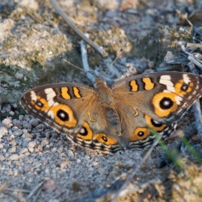 Junonia villida (Meadow Argus) at Theodore, ACT - 23 Jan 2024 by RomanSoroka