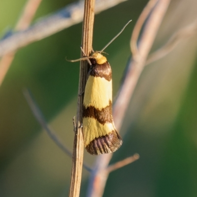 Chrysonoma fascialis (A concealer moth) at Melrose - 23 Jan 2024 by RomanSoroka