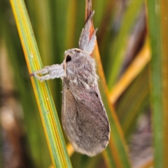 Oncopera (genus) (A Bardie moth) at QPRC LGA - 5 Feb 2024 by MatthewFrawley