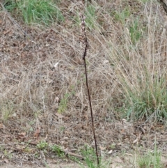 Dipodium punctatum at Chisholm, ACT - 25 Jan 2024