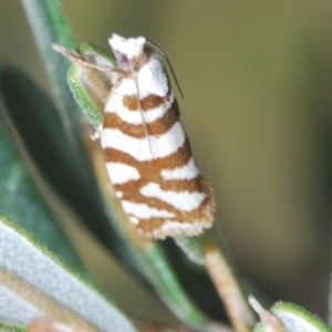 Technitis desmotana at Namadgi National Park - 3 Feb 2024 06:24 PM