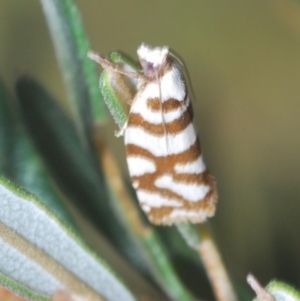 Technitis desmotana at Namadgi National Park - 3 Feb 2024 06:24 PM