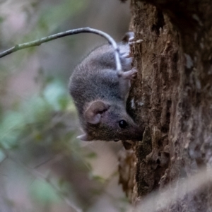 Antechinus agilis at Tidbinbilla Nature Reserve - 4 Feb 2024