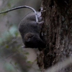 Antechinus agilis at Tidbinbilla Nature Reserve - 4 Feb 2024 06:45 PM