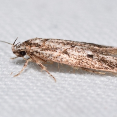 Ardozyga gypsocrana (A Gelechioid moth) at QPRC LGA - 4 Feb 2024 by DianneClarke