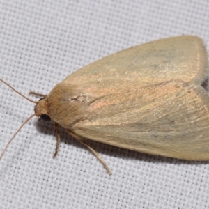 Leucania abdominalis at QPRC LGA - suppressed