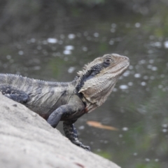 Intellagama lesueurii lesueurii (Eastern Water Dragon) at Wollondilly Local Government Area - 30 Jan 2024 by GlossyGal