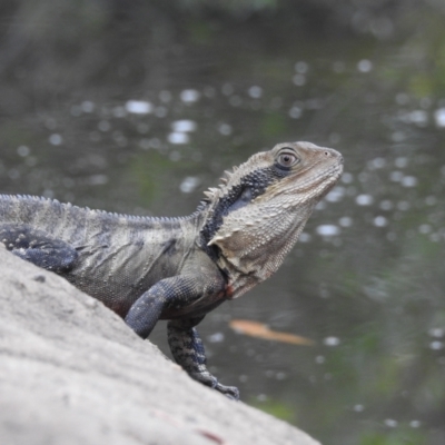 Intellagama lesueurii lesueurii (Eastern Water Dragon) at Wollondilly Local Government Area - 29 Jan 2024 by GlossyGal