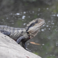 Intellagama lesueurii lesueurii (Eastern Water Dragon) at Wollondilly Local Government Area - 29 Jan 2024 by GlossyGal