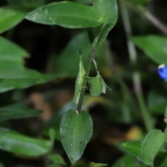 Atractomorpha similis (Northern Grass Pyrgimorph) at Capalaba, QLD - 4 Feb 2024 by TimL