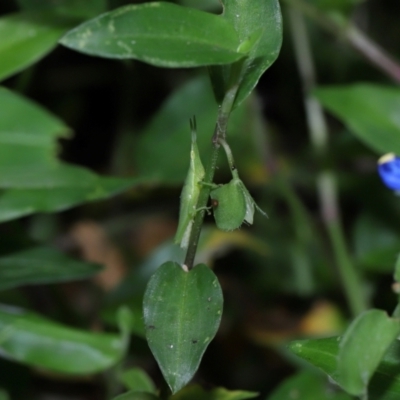 Atractomorpha similis (Northern Grass Pyrgimorph) at Capalaba, QLD - 4 Feb 2024 by TimL