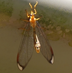 Nymphes myrmeleonoides (Blue eyes lacewing) at Wingecarribee Local Government Area - 2 Feb 2024 by Curiosity