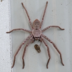 Unidentified Huntsman spider (Sparassidae) at Braemar, NSW - 3 Feb 2024 by Curiosity