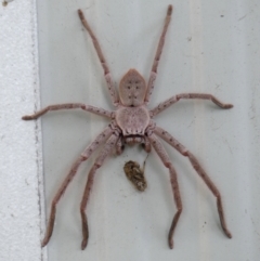 Isopeda villosa (Brown Huntsman Spider) at Braemar, NSW - 4 Feb 2024 by Curiosity