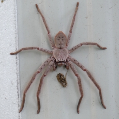 Unidentified Huntsman spider (Sparassidae) at Braemar, NSW - 3 Feb 2024 by Curiosity
