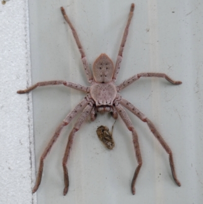 Isopeda sp. (genus) at Braemar, NSW - 3 Feb 2024 by Curiosity