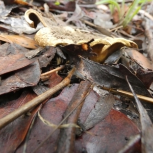 Scleroderma sp. at Bicentennial Park - 6 Feb 2024