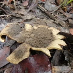 Scleroderma sp. at Bicentennial Park - 6 Feb 2024