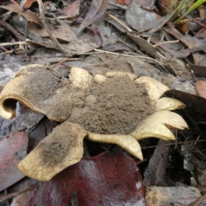 Scleroderma sp. at Bicentennial Park - 6 Feb 2024